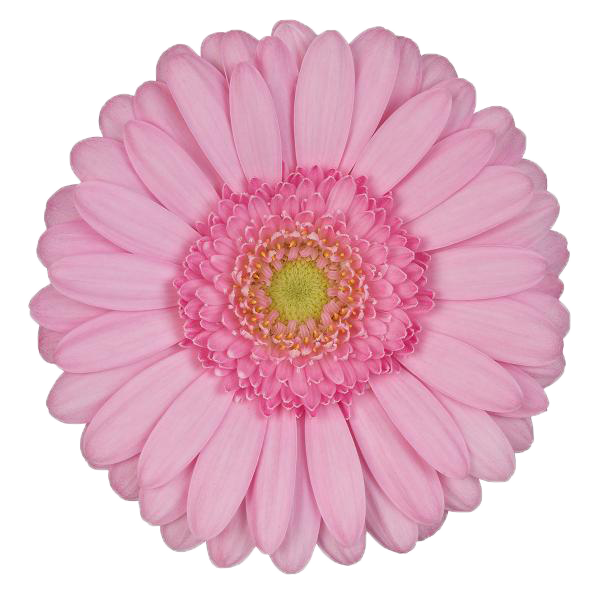 Germini Kimsey – Leuchtend Pink | 20 Stiele
