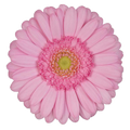 Germini 'Kimsey' (Mini-Gerbera) – Der romantische Farbtupfer in leuchtendem Pink/Rosa (10er-Bund)