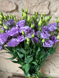 Lisianthus Corelli Lavender – Eustoma in Helllila | 10 Stiele