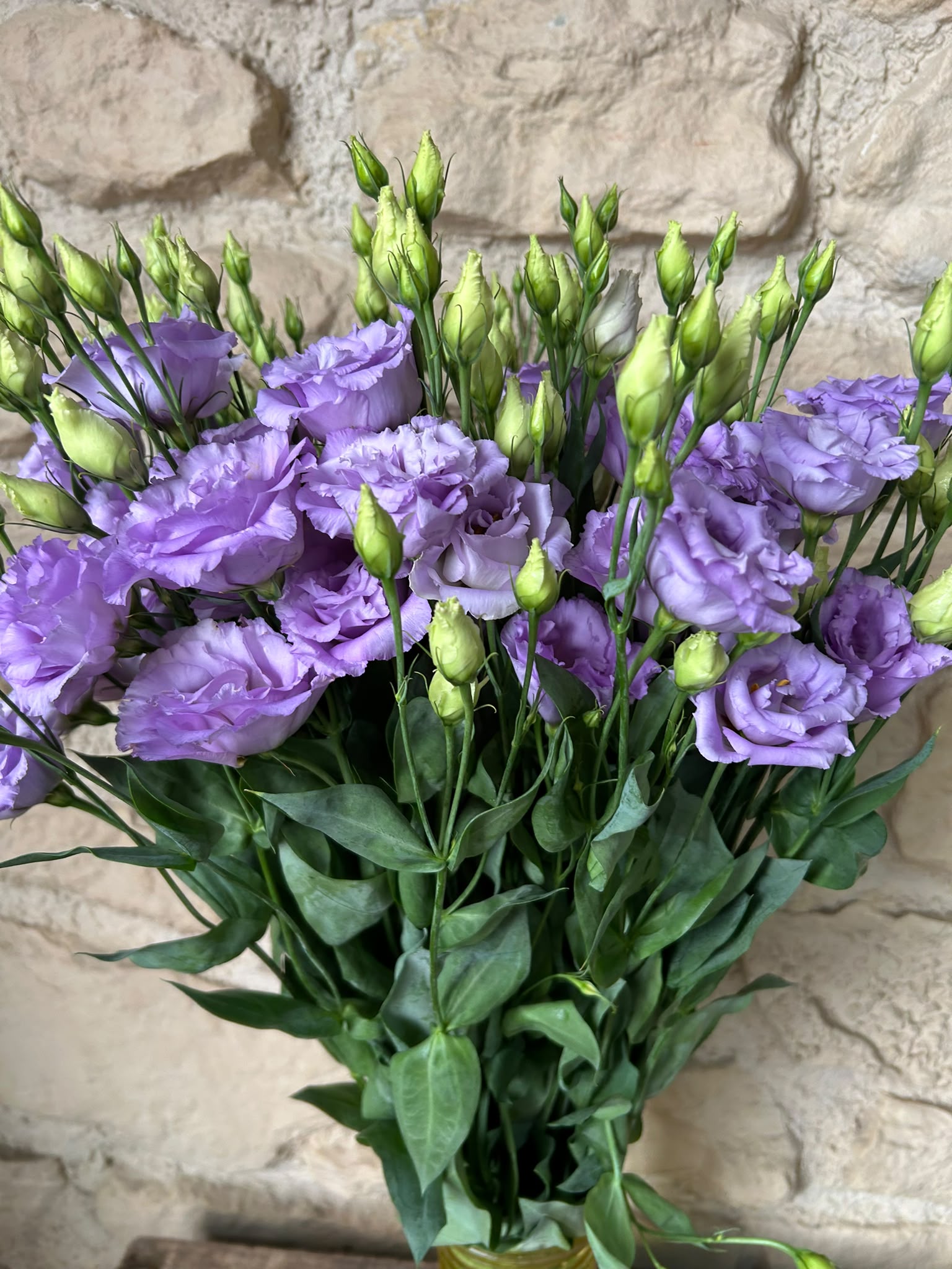 Lisianthus Corelli Lavender – Eustoma in Helllila | 10 Stiele