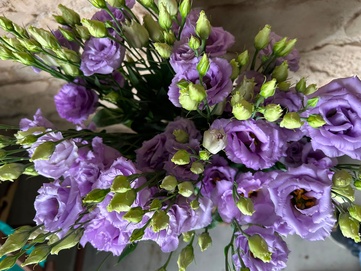 Lisianthus Corelli Lavender – Eustoma in Helllila | 10 Stiele