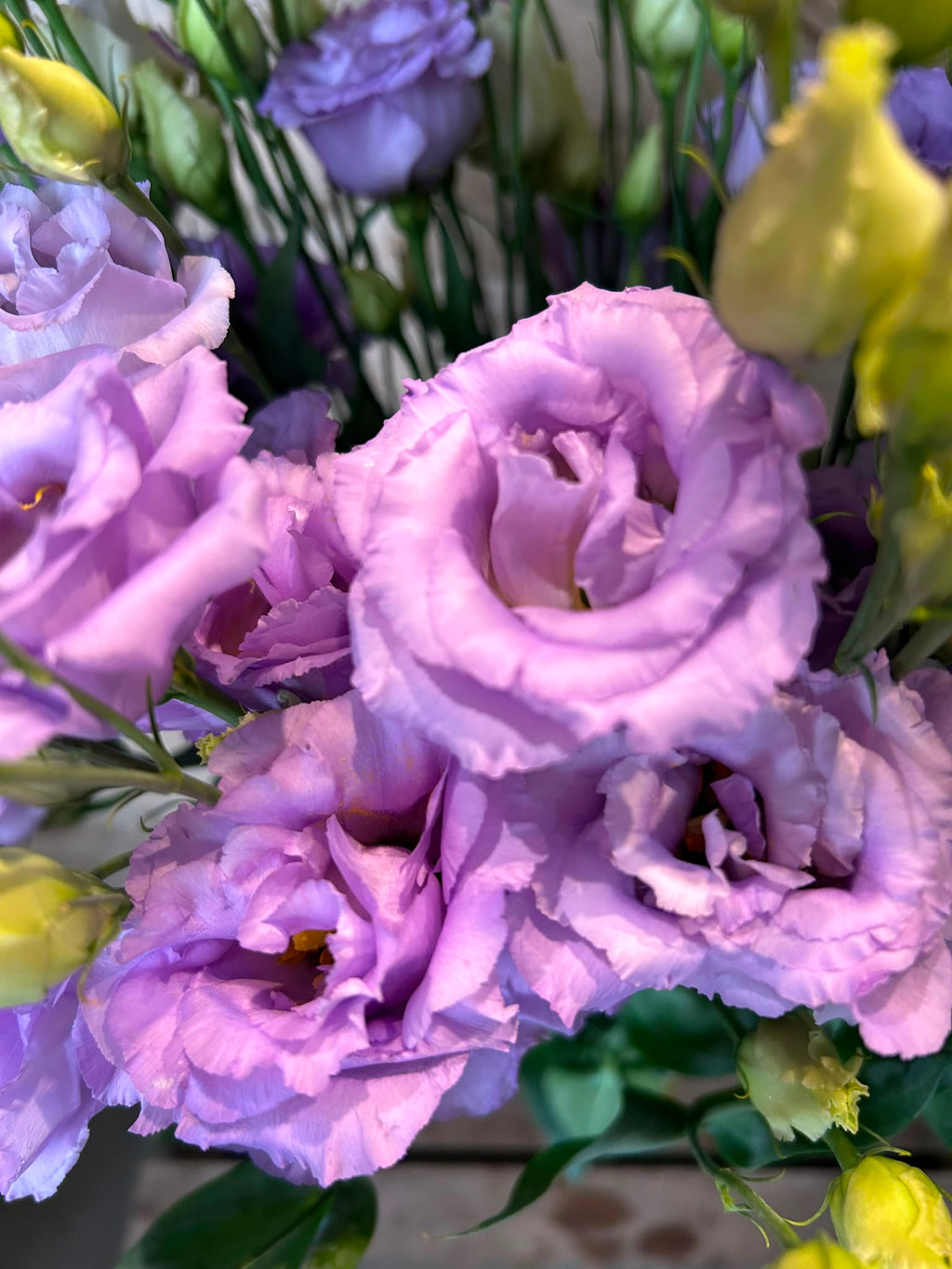 Lisianthus Corelli Lavender – Eustoma in Helllila | 10 Stiele