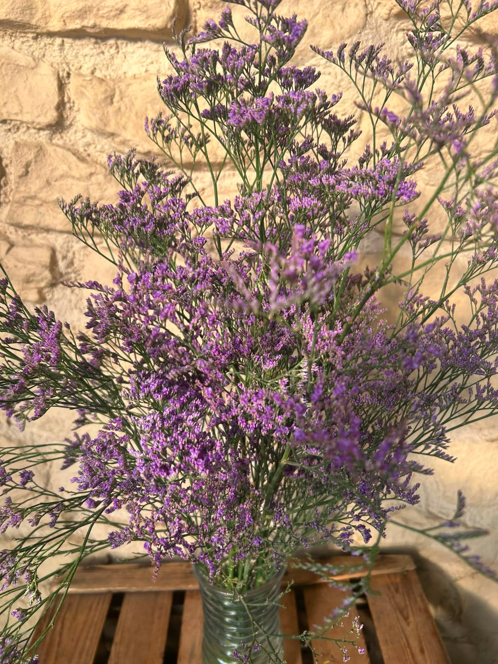 Limonium 'Blue Classic' – Das filigrane Wolkenwunder in edlem Violett-Blau für charakterstarke Dekorationen (5 Stiele im Bund)