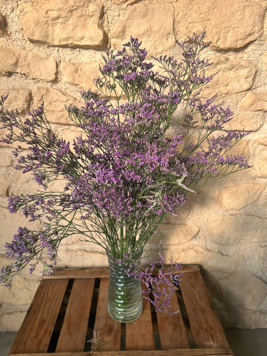 Limonium 'Blue Classic' – Das filigrane Wolkenwunder in edlem Violett-Blau für charakterstarke Dekorationen (5 Stiele im Bund)