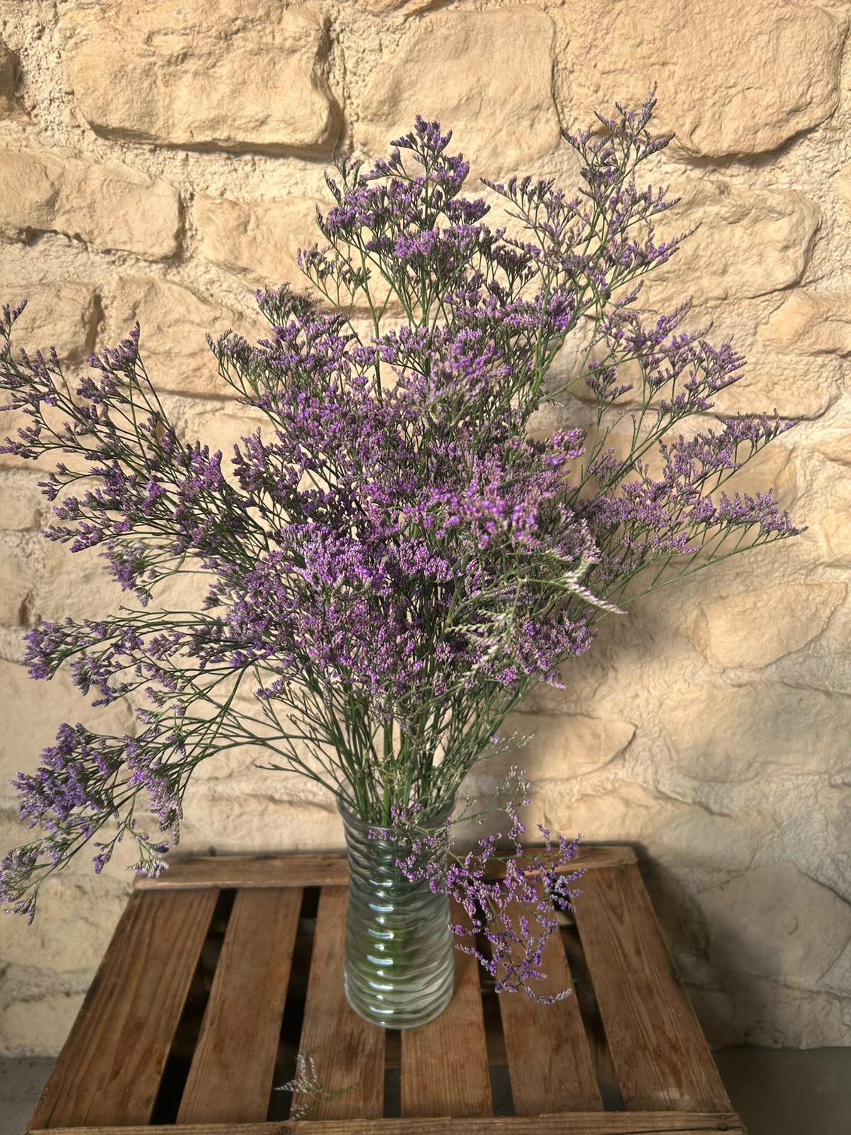 Limonium 'Blue Classic' – Das filigrane Wolkenwunder in edlem Violett-Blau für charakterstarke Dekorationen (5 Stiele im Bund)