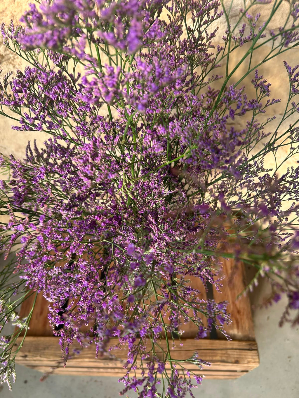 Limonium 'Blue Classic' – Das filigrane Wolkenwunder in edlem Violett-Blau für charakterstarke Dekorationen (5 Stiele im Bund)