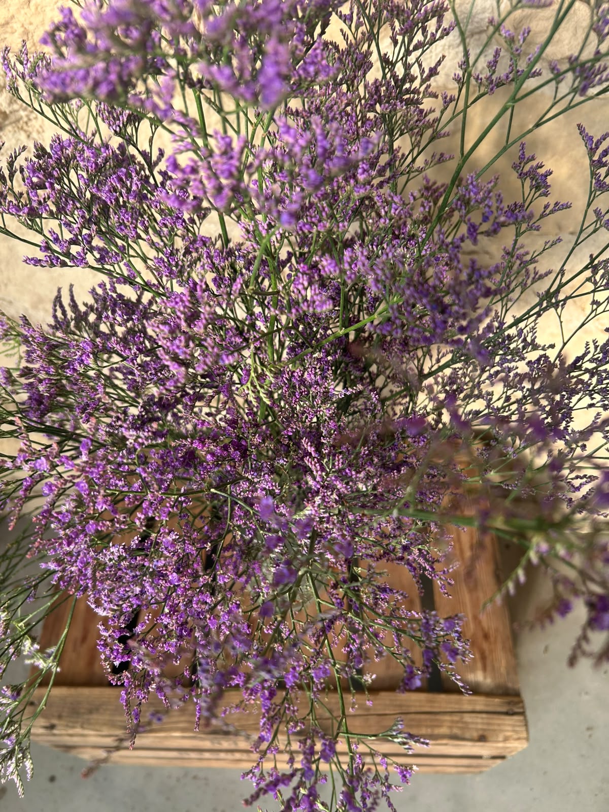 Limonium 'Blue Classic' – Das filigrane Wolkenwunder in edlem Violett-Blau für charakterstarke Dekorationen (5 Stiele im Bund)