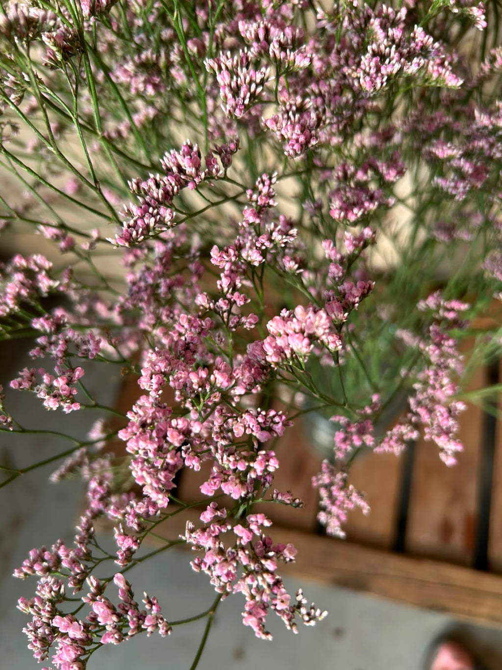 Limonium 'Oshi Pink' (Statice) – Das ausgiebige Wolkenwunder in intensivem Pastell-Rosa für langlebige Dekorationen (5 Stiele)