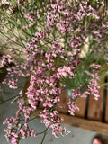 Limonium 'Oshi Pink' (Statice) – Das ausgiebige Wolkenwunder in intensivem Pastell-Rosa für langlebige Dekorationen (5 Stiele)