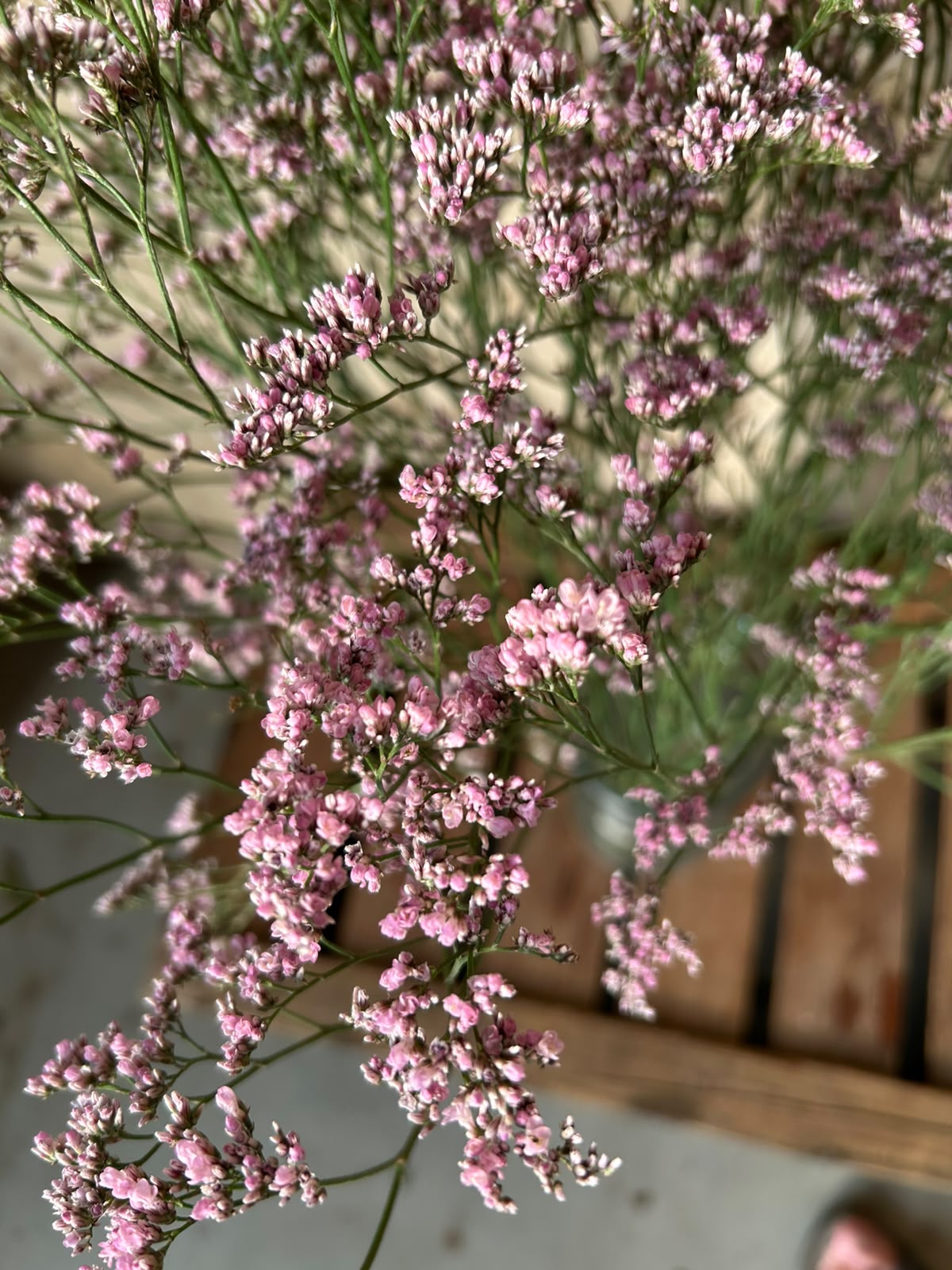 Limonium 'Oshi Pink' (Statice) – Das ausgiebige Wolkenwunder in intensivem Pastell-Rosa für langlebige Dekorationen (5 Stiele)