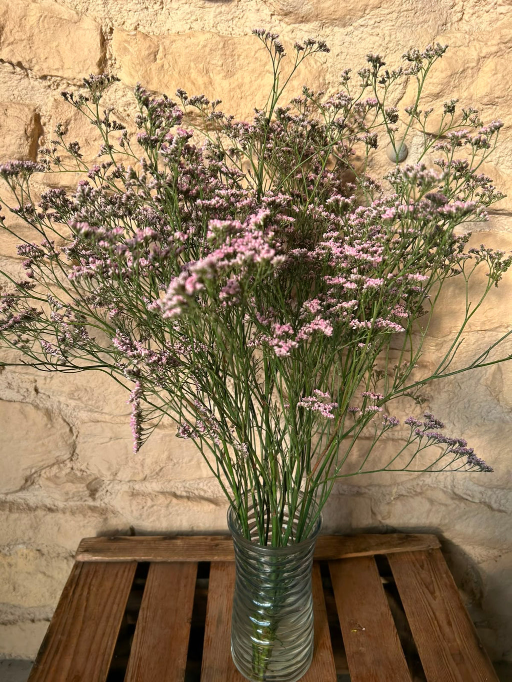 Limonium 'Oshi Pink' (Statice) – Das ausgiebige Wolkenwunder in intensivem Pastell-Rosa für langlebige Dekorationen (5 Stiele)
