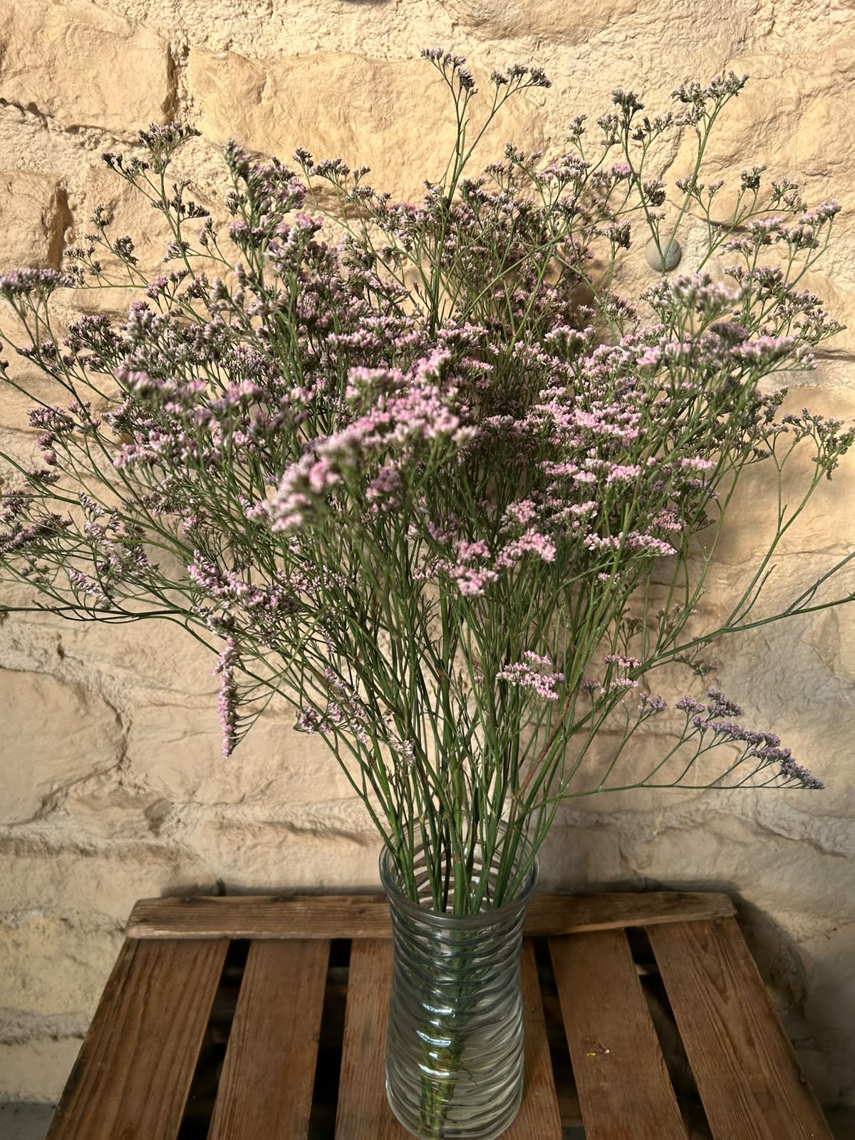 Limonium 'Oshi Pink' (Statice) – Das ausgiebige Wolkenwunder in intensivem Pastell-Rosa für langlebige Dekorationen (5 Stiele)