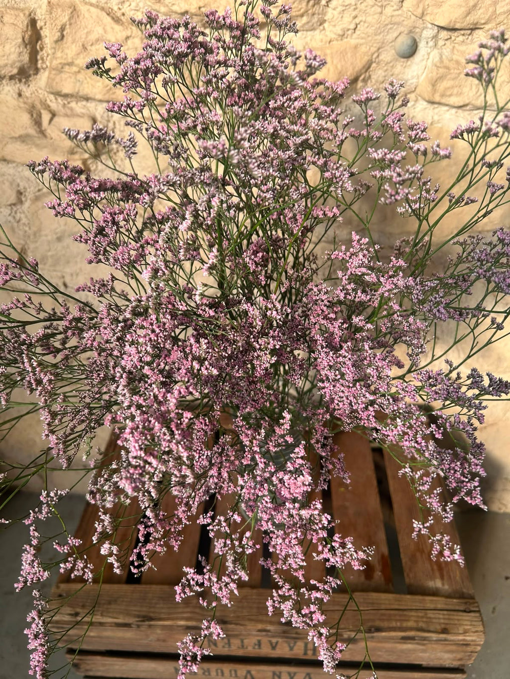 Limonium 'Oshi Pink' (Statice) – Das ausgiebige Wolkenwunder in intensivem Pastell-Rosa für langlebige Dekorationen (5 Stiele)