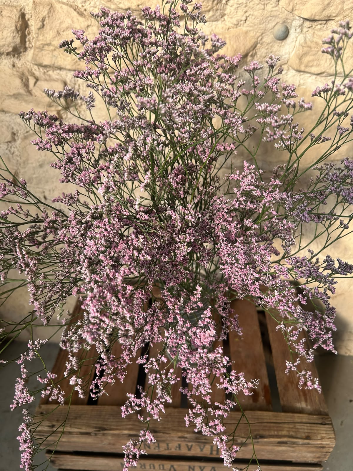 Limonium 'Oshi Pink' (Statice) – Das ausgiebige Wolkenwunder in intensivem Pastell-Rosa für langlebige Dekorationen (5 Stiele)