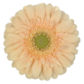 Germini 'Moet' (Mini-Gerbera) – Der Hochzeitstraum in Apricot/Peach (10er-Bund)