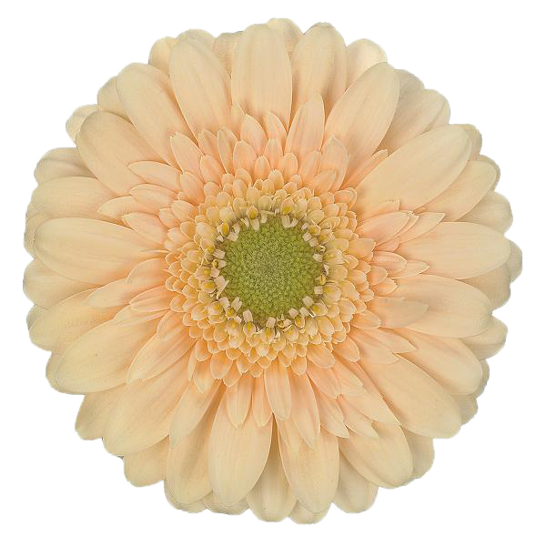 Germini 'Moet' (Mini-Gerbera) – Der Hochzeitstraum in Apricot/Peach (10er-Bund)