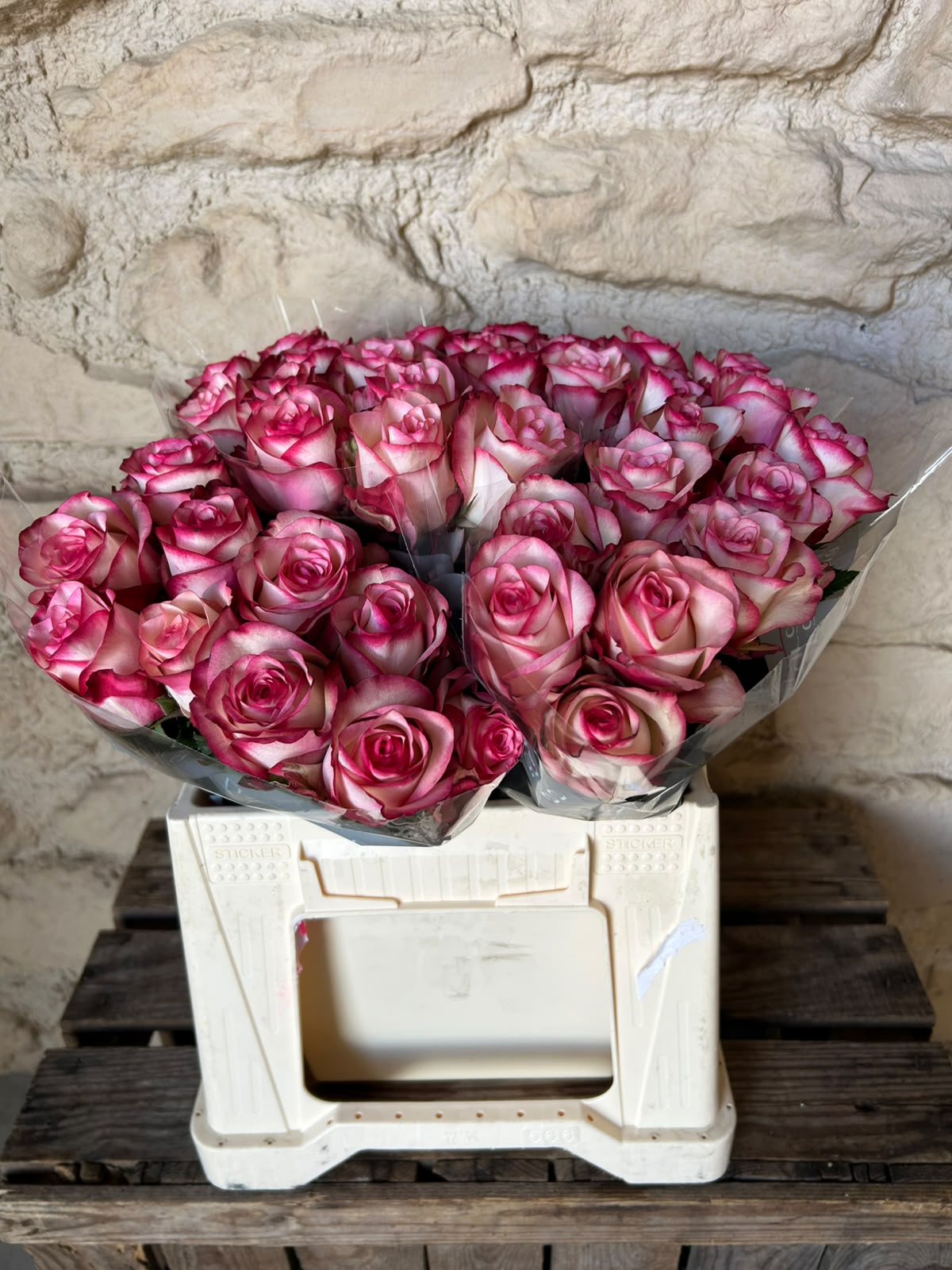 Rose 'Paloma' (Creme-Weiß mit pinkem Rand) – Die verspielte Eleganz mit ausdrucksstarkem Bicolor-Effekt (10er-Bund )