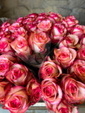 Rose 'Paloma' (Creme-Weiß mit pinkem Rand) – Die verspielte Eleganz mit ausdrucksstarkem Bicolor-Effekt (10er-Bund )