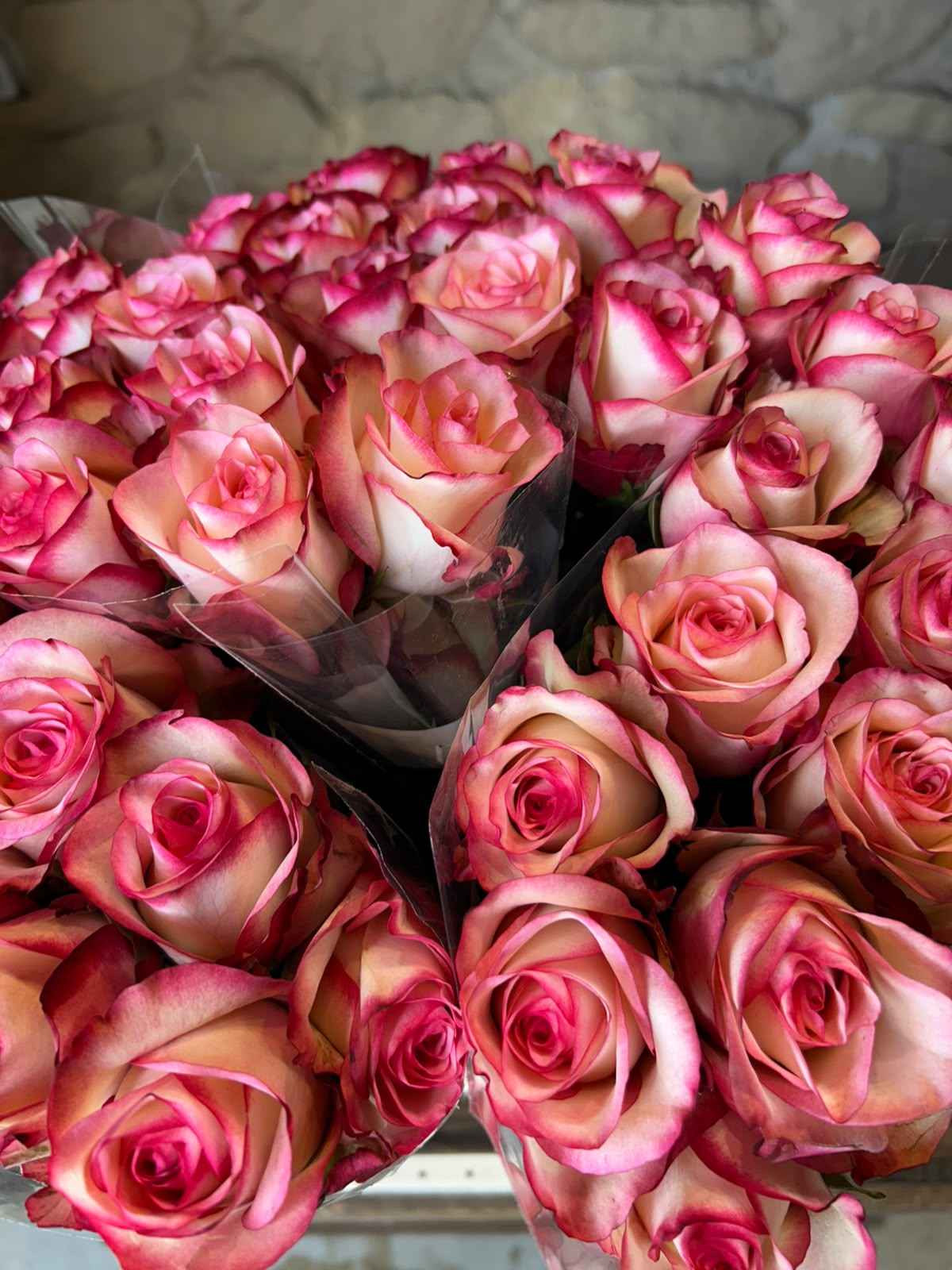 Rose 'Paloma' (Creme-Weiß mit pinkem Rand) – Die verspielte Eleganz mit ausdrucksstarkem Bicolor-Effekt (10er-Bund )