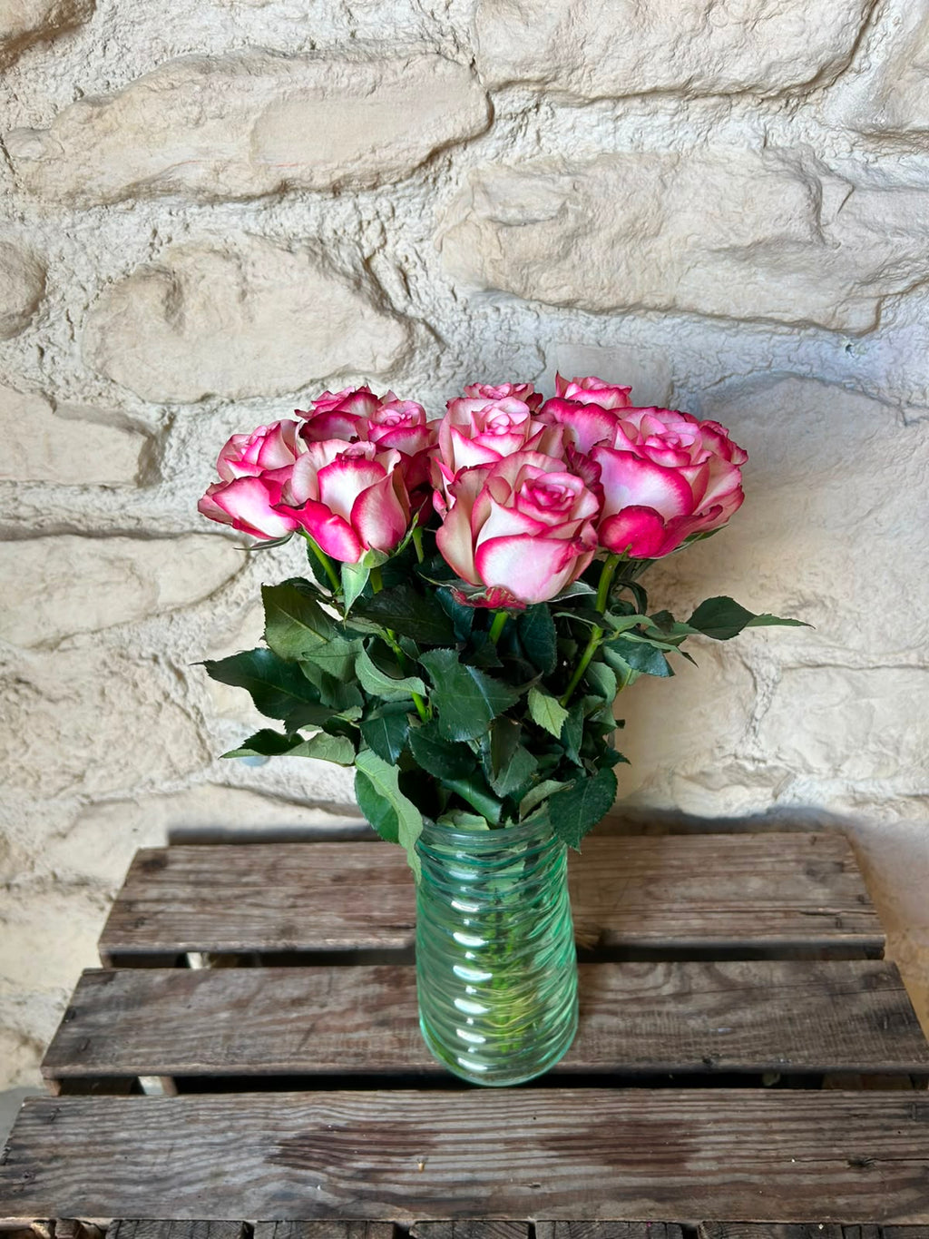Rose 'Paloma' (Creme-Weiß mit pinkem Rand) – Die verspielte Eleganz mit ausdrucksstarkem Bicolor-Effekt (10er-Bund )