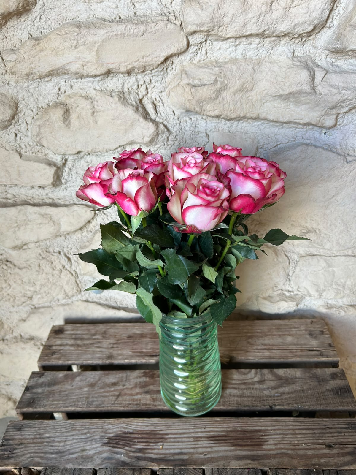 Rose 'Paloma' (Creme-Weiß mit pinkem Rand) – Die verspielte Eleganz mit ausdrucksstarkem Bicolor-Effekt (10er-Bund )