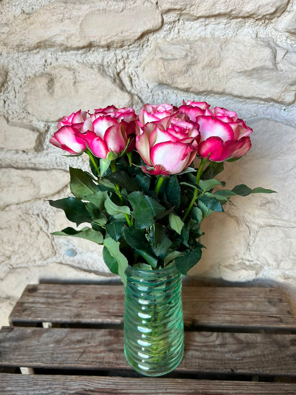 Rose 'Paloma' (Creme-Weiß mit pinkem Rand) – Die verspielte Eleganz mit ausdrucksstarkem Bicolor-Effekt (10er-Bund )