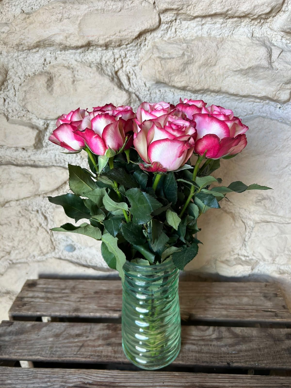 Rose 'Paloma' (Creme-Weiß mit pinkem Rand) – Die verspielte Eleganz mit ausdrucksstarkem Bicolor-Effekt (10er-Bund )