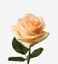 Rose 'Avalanche Peach' (Pfirsich/Apricot) – Der samtige Boho-Traum in warmen Pastelltönen (10er-Bund)
