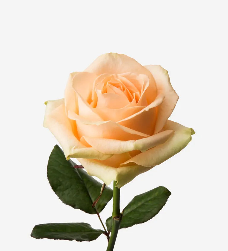 Rose 'Avalanche Peach' (Pfirsich/Apricot) – Der samtige Boho-Traum in warmen Pastelltönen (10er-Bund)