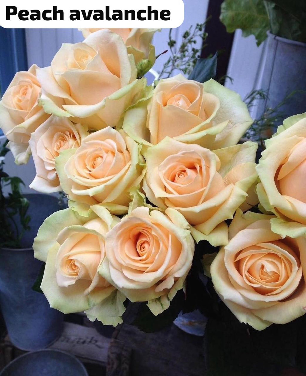 Rose 'Avalanche Peach' (Pfirsich/Apricot) – Der samtige Boho-Traum in warmen Pastelltönen (10er-Bund)