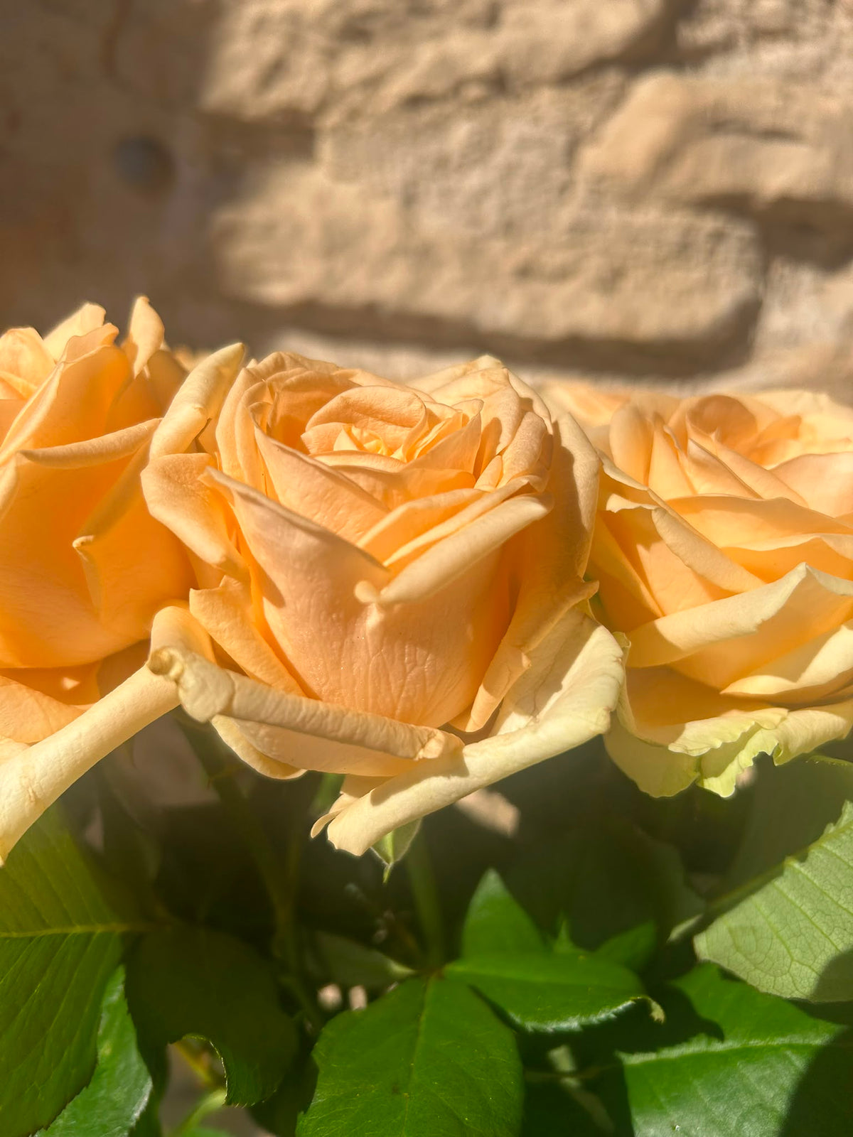 Rose Avalanche Peach – Premium-Rose Apricot | 10 Stiele