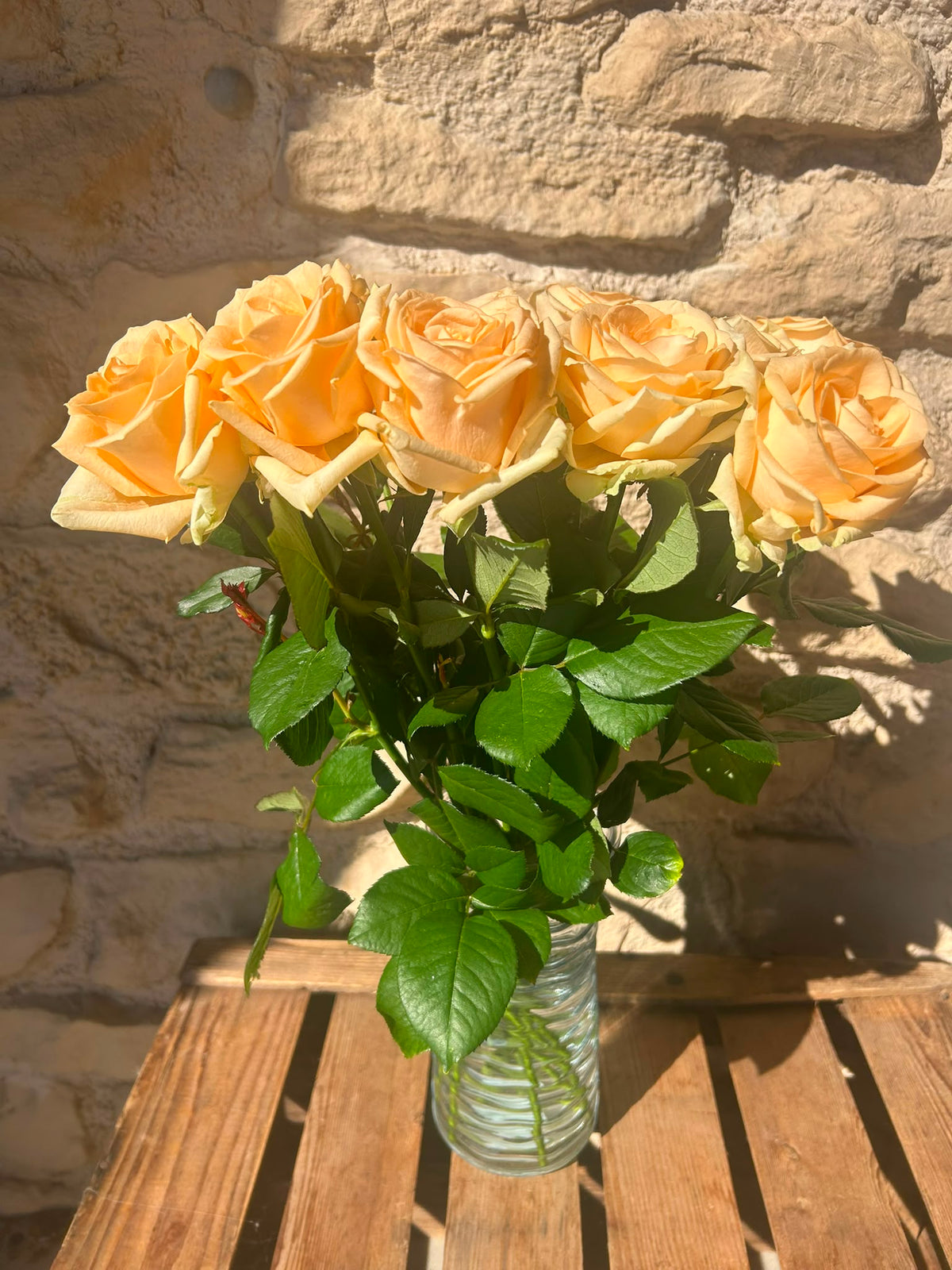 Rose Avalanche Peach – Premium-Rose Apricot | 10 Stiele