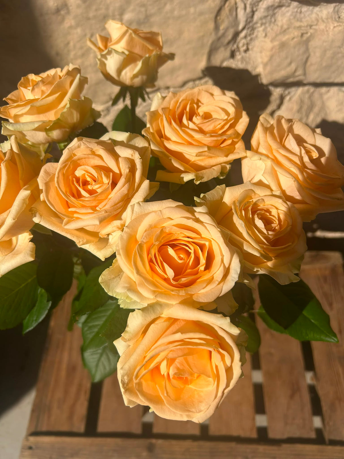 Rose Avalanche Peach – Premium-Rose Apricot | 10 Stiele