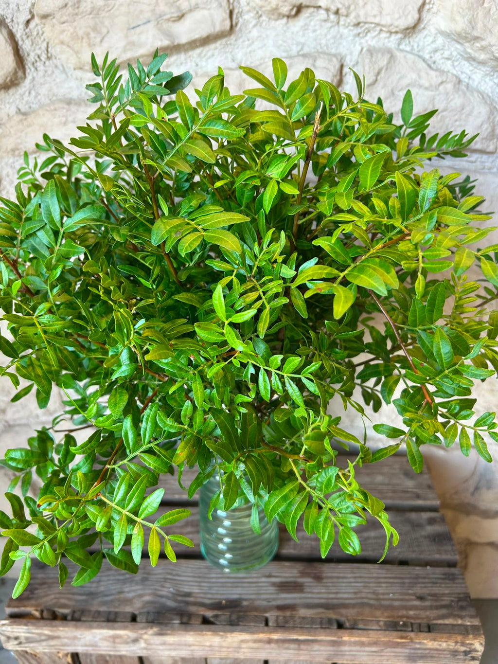 Pistaziengrün (Pistacia) – Das perfekte Füll- & Basisgrün (Einheitsbund)