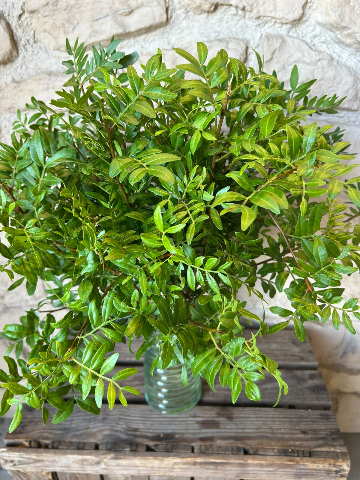 Pistaziengrün (Pistacia) – Das perfekte Füll- & Basisgrün (Einheitsbund)