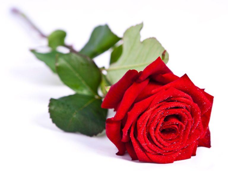 Rose Red Naomi – Premium-Rose Rot | 10 Stiele