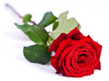 Rose 'Red Naomi' (Sattes Rot) – Die samtige Königin der Liebes- und Hochzeitsrosen (10er-Bund)