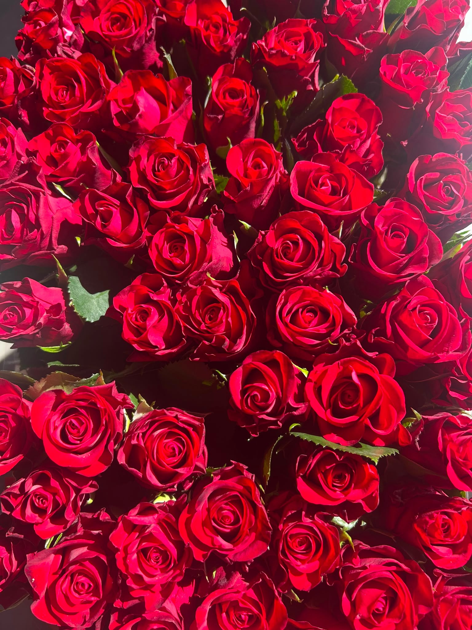 Rose 'Red Ribbon' (Rot) – Der langlebige Liebes-Klassiker in kräftigem Signalrot für zeitlose Dekorationen (10er-Bund / 50 cm)