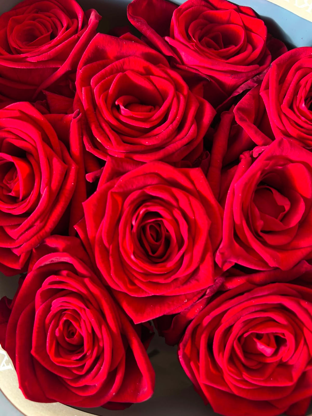 Rose Red Naomi – Premium-Rose Rot | 10 Stiele