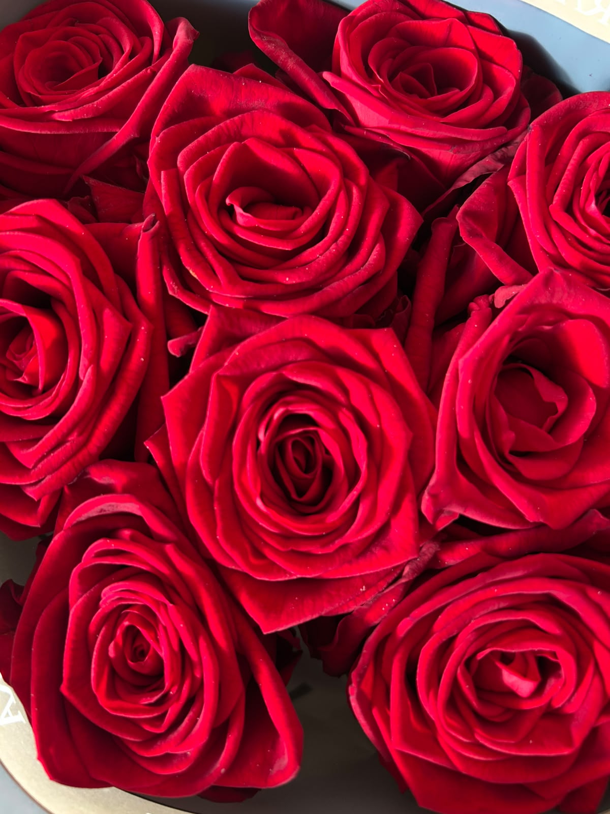 Rose Red Naomi – Premium-Rose Rot | 10 Stiele
