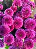 Santini 'Purpetta' (Mini-Chrysantheme) – Der verspielte Pompon-Traum in softem Flieder (5 er-Bund)