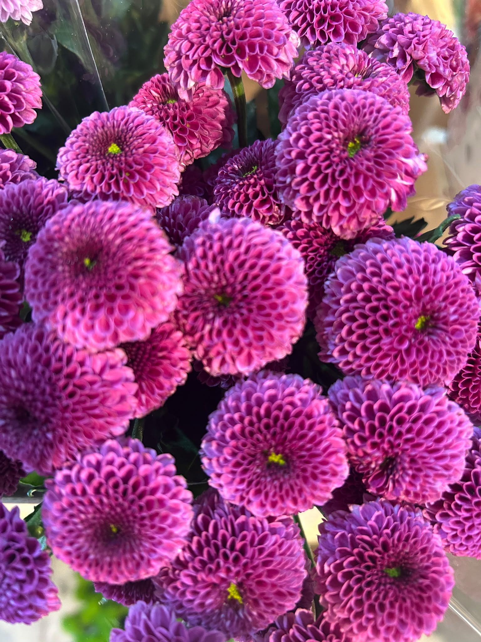 Santini 'Purpetta' (Mini-Chrysantheme) – Der verspielte Pompon-Traum in softem Flieder (5 er-Bund)