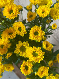 Santini Rossi Sunny – Gelb | 5 Stiele