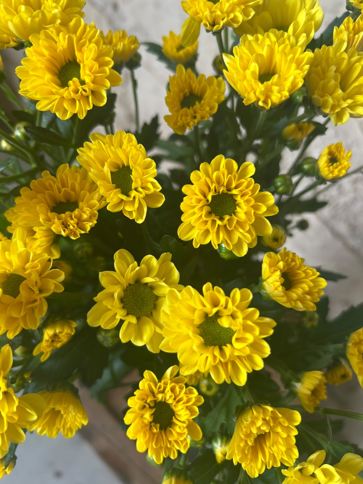 Santini Rossi Sunny – Gelb | 5 Stiele