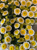 Santini 'Sunup' (Mini-Chrysantheme) – Das fröhliche Sonnenauge in Weiß-Gelb (5 er-Bund)