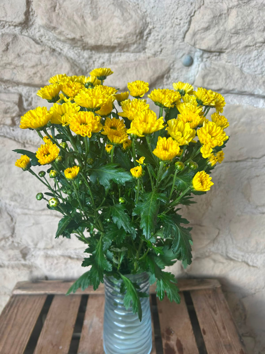 Santini Rossi Sunny – Gelb | 5 Stiele