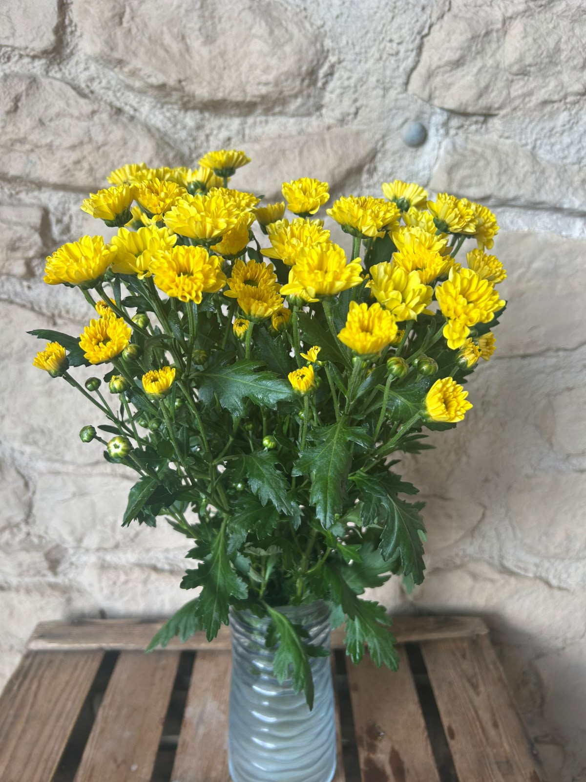 Santini Rossi Sunny – Gelb | 5 Stiele