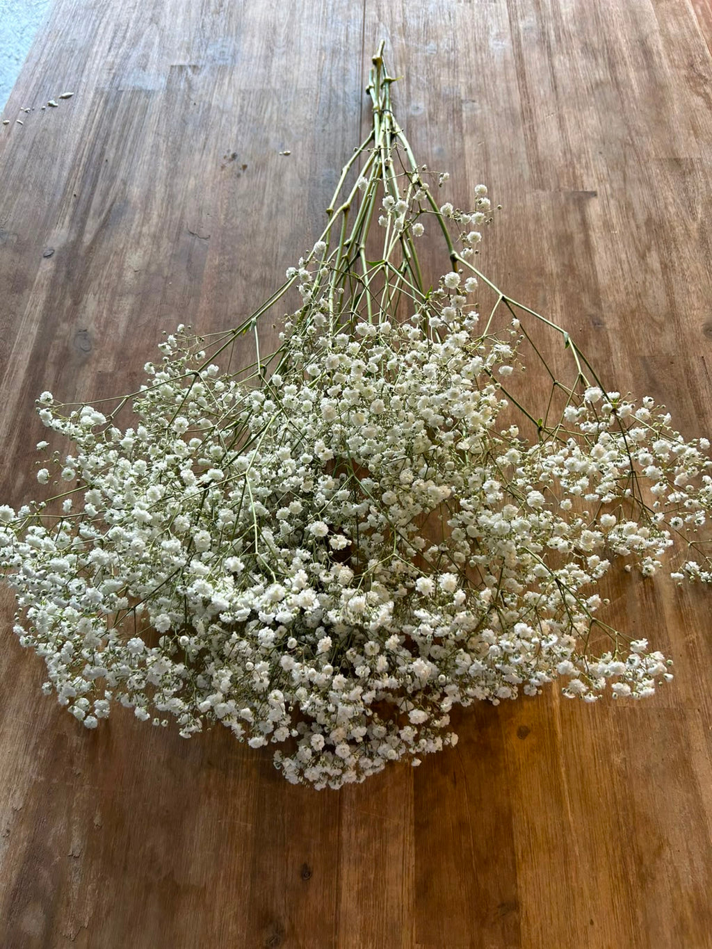 Schleierkraut 'Xlence' (Weiß) – Der opulente XL-Wolkentraum mit Riesenblüten (5er-Bund)