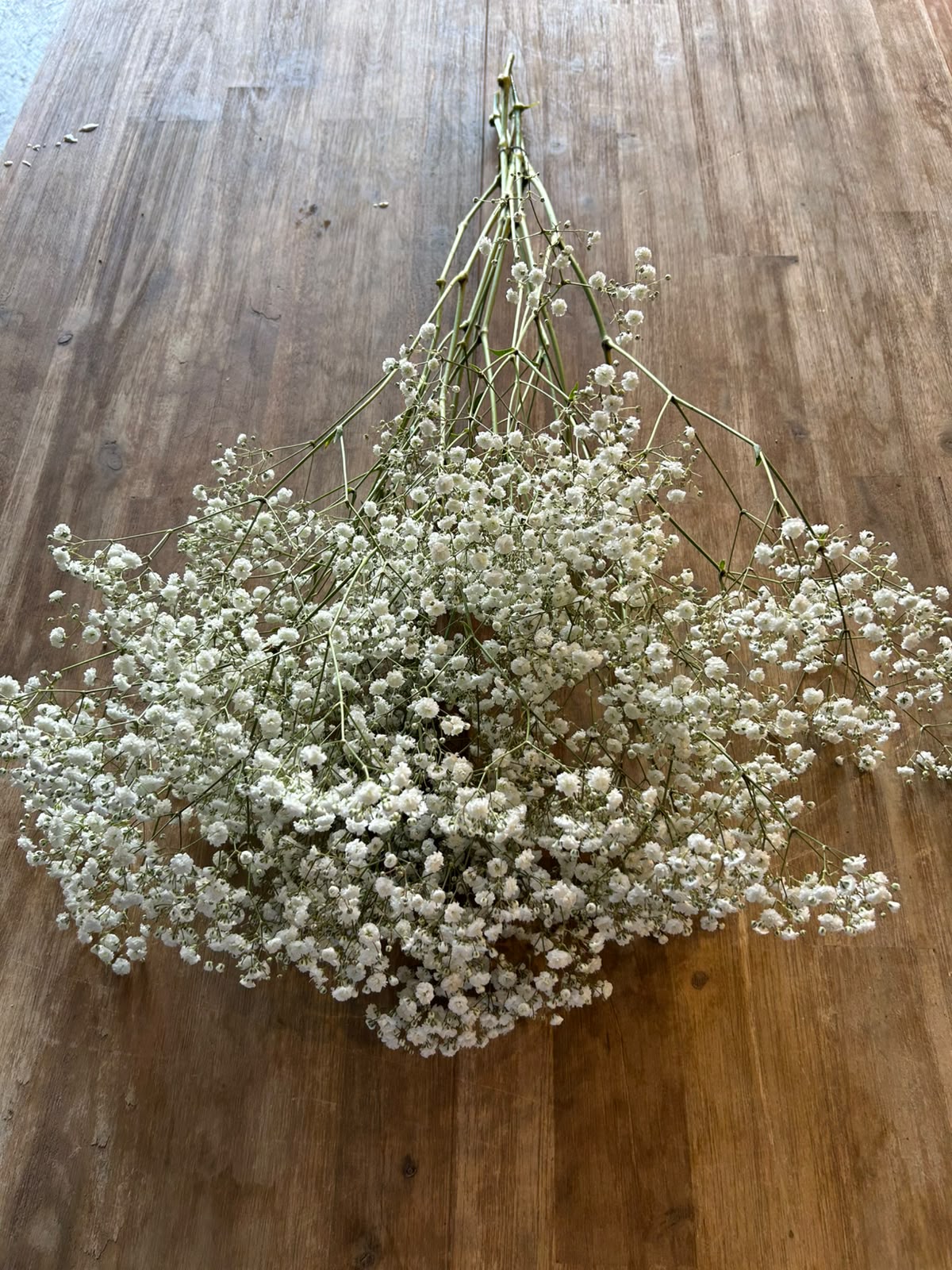 Schleierkraut 'Xlence' (Weiß) – Der opulente XL-Wolkentraum mit Riesenblüten (5er-Bund)