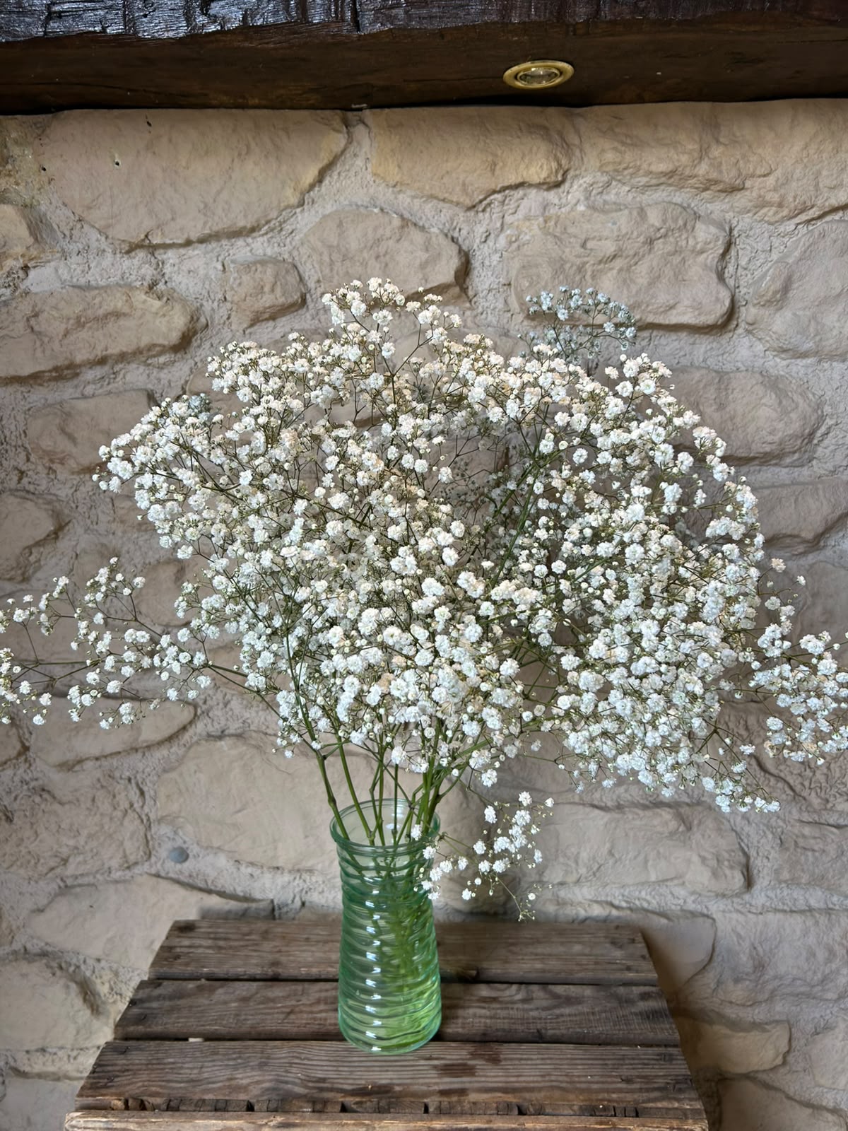 Schleierkraut 'Xlence' (Weiß) – Der opulente XL-Wolkentraum mit Riesenblüten (5er-Bund)